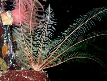 Northwest Feather Star