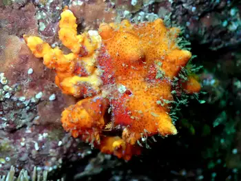 Juvenile Puget Sound King Crab