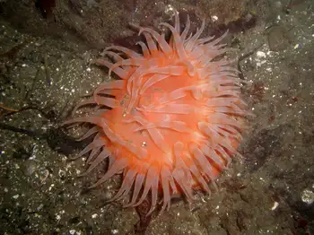 Painted Anemone