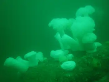 Metridium Anemones