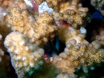 Coral