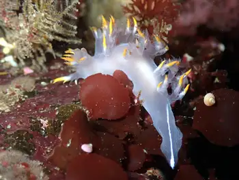 Multicolor Dendronotid