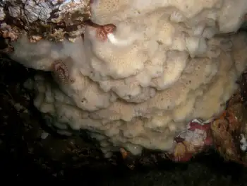 Hard Gnarled Clump Sponge