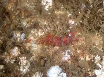 Kincaid Shrimp