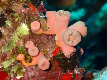 Tubastraea coccinea Coral