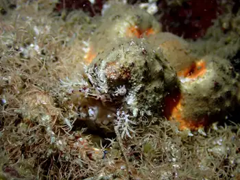 Rhinoceros Crab