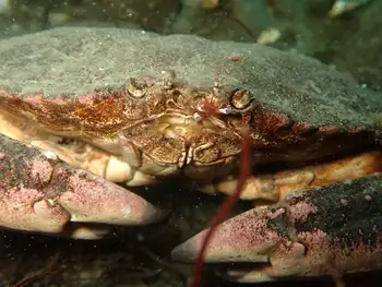 Red Rock Crab