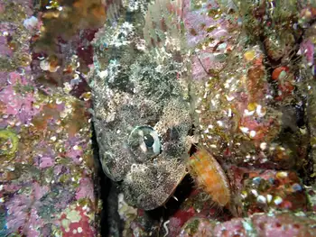 Red Irish Lord Sculpin