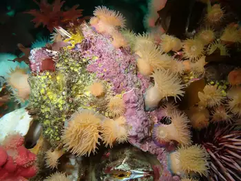 Proliferating Anemones