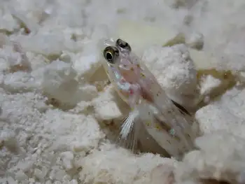 fierce shrimp goby