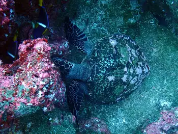 Green Sea Turtle