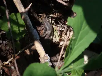 Skink