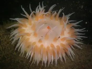Sand Rose Anemone