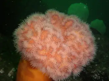 Metridium Anemone