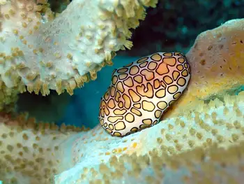 Flamingo Tongue Snail