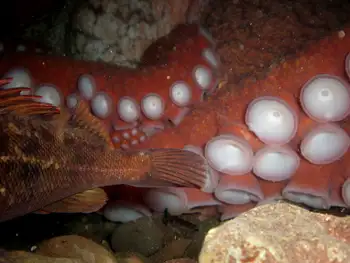 Giant Pacific Octopus