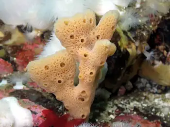 Sponge