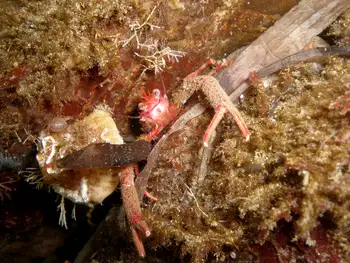 Squat Lobster