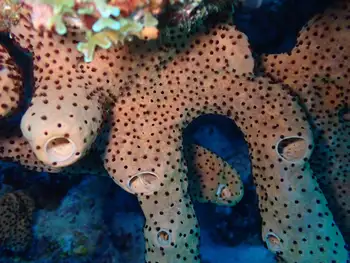 Sponge