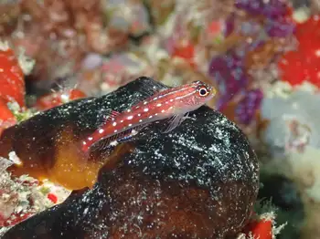 Fish