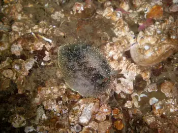 Nanaimo Nudibranch