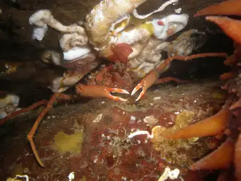 Longhorn Decorator Crab