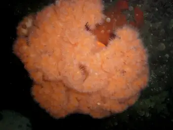 Metridium Anemone