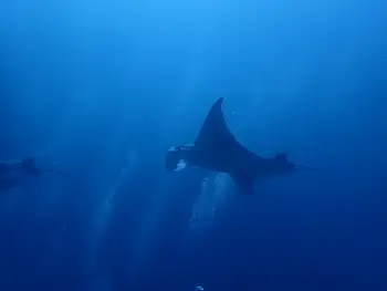 Reef Manta