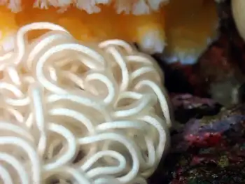 Eggs Orange Peel Nudibranch