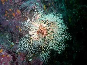 Pacific Basket Star