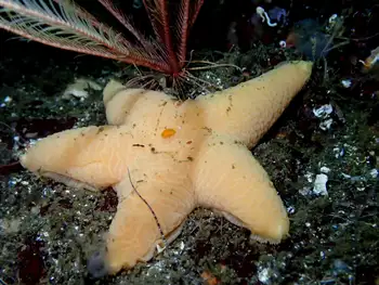 Wrinkled Star