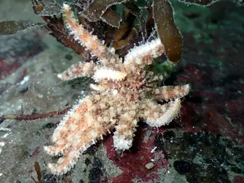 Sunflower Star