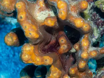 Sponge Brittle Star