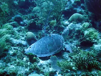Green Sea Turtle