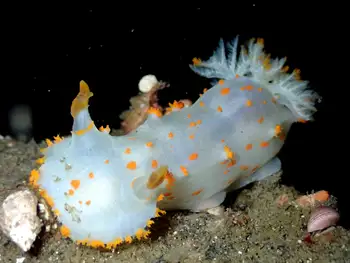 Bold Clown Nudibranch