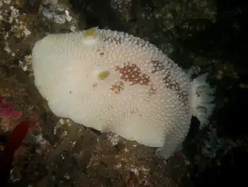 Freckled Pale Sea Lemon