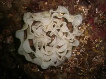 Eggs Nudibranch