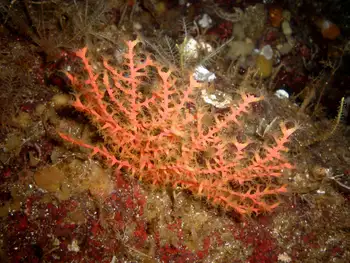 Dwarf Red Gorgonian Coral