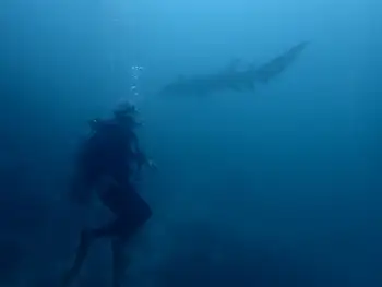 Nurse Shark