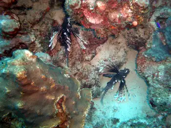 Lionfish