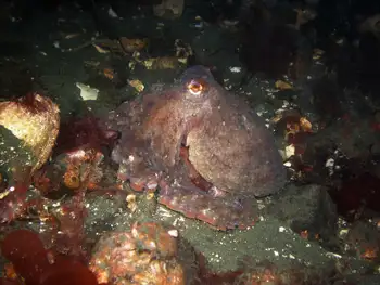Giant Pacific Octopus