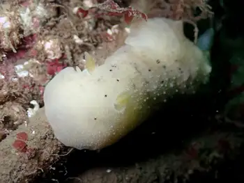 Heath's Dorid