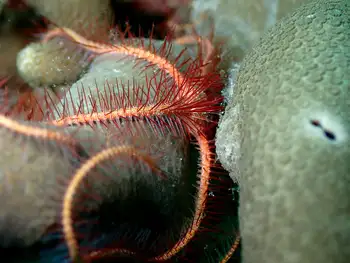 Sea Fan Brittle Star