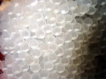 eggs buffalo sculpin
