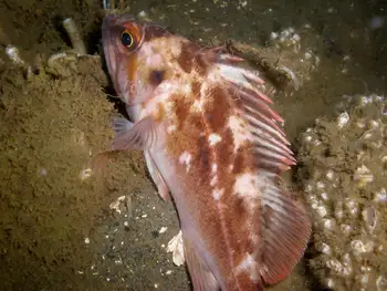 Brown Rockfish