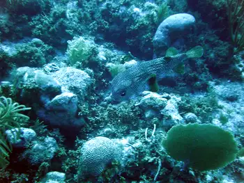 Balloonfish