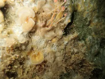 leaf crust bryozoan