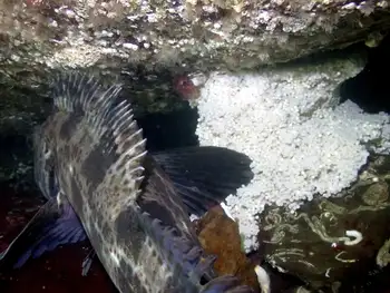 Eggs Lingcod