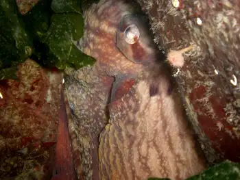 Giant Pacific Octopus