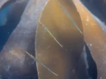 Bay Pipe Fish